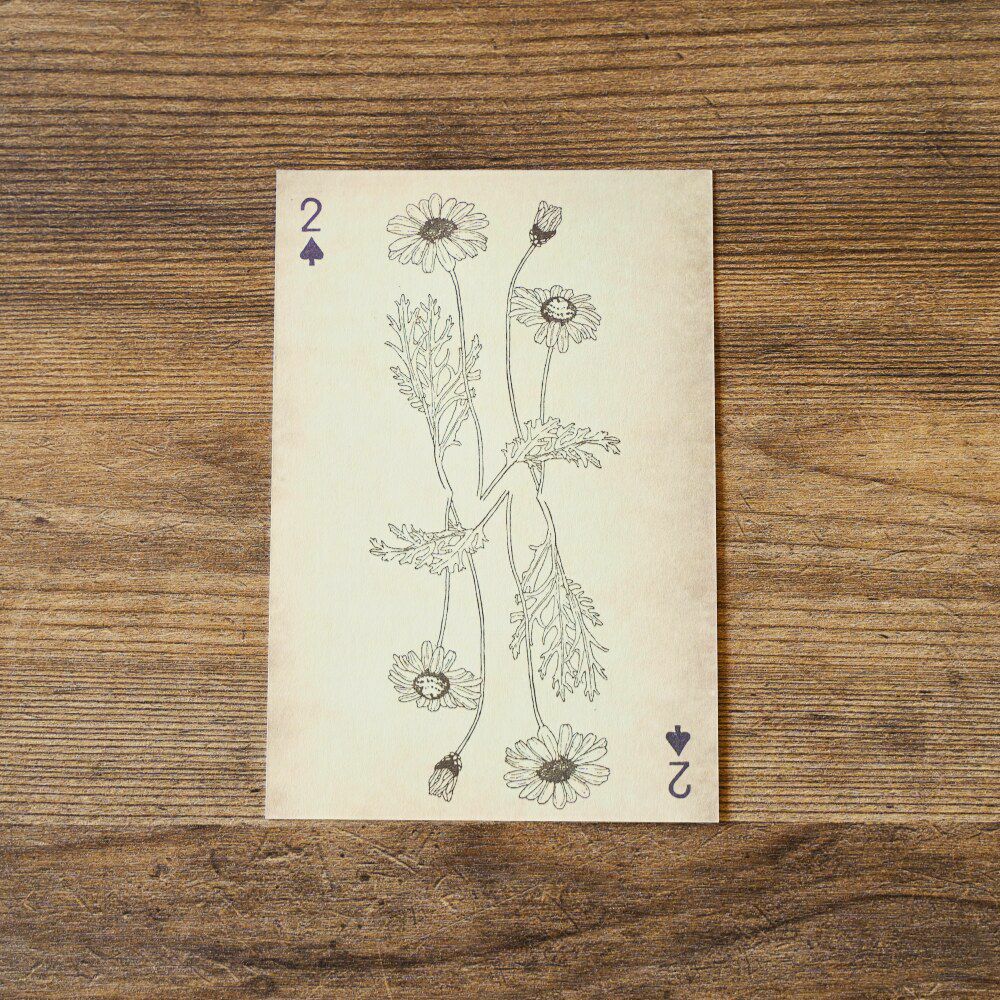 ポストカード アンティーク Snowdrop Postcards アンティークポスト